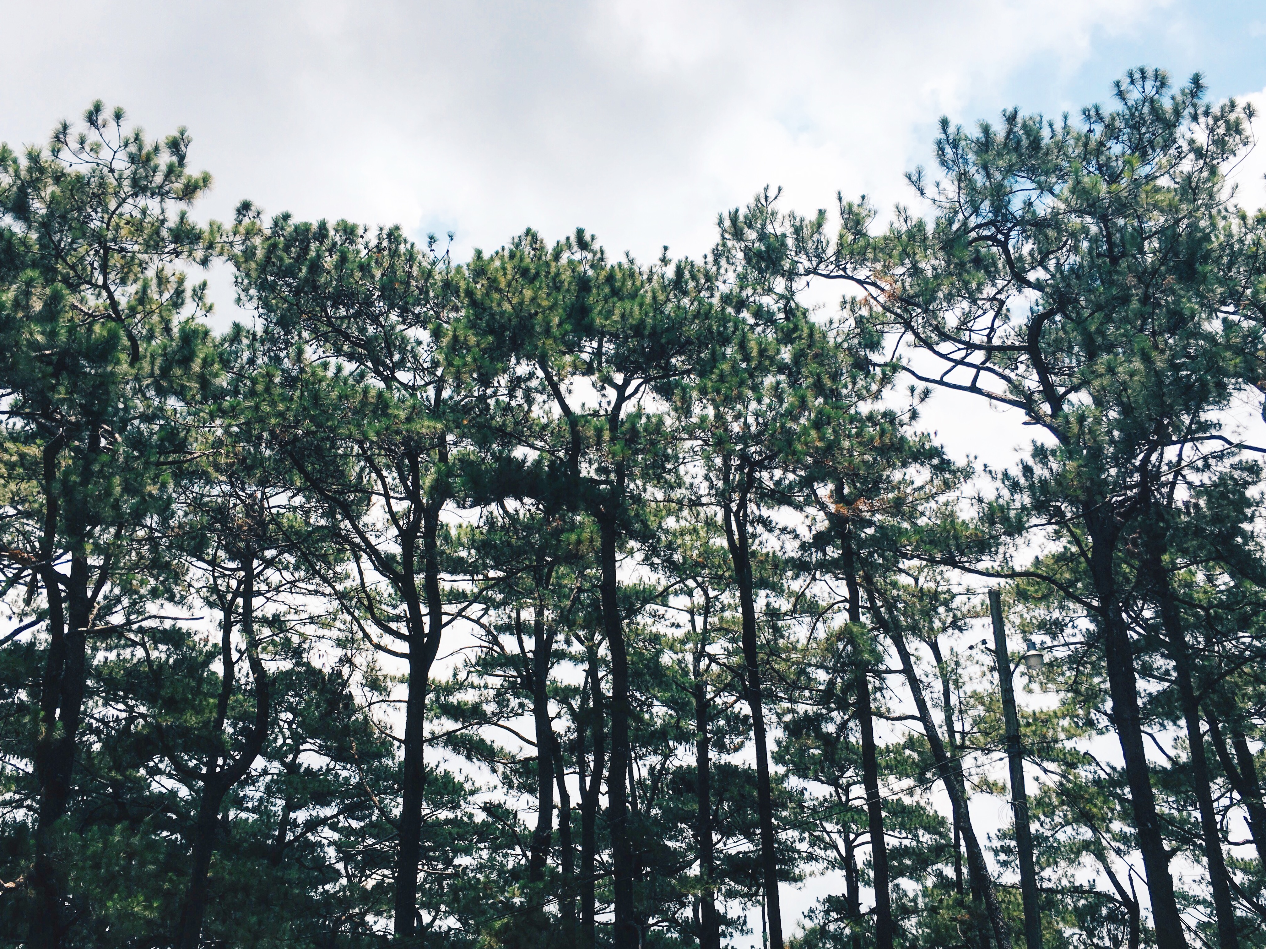 Baguio Travel Guide: 48 Hours in the City of Pines