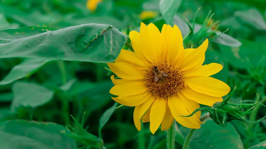 Amazing Guandu: Taipei Flower&nbsp;Festival