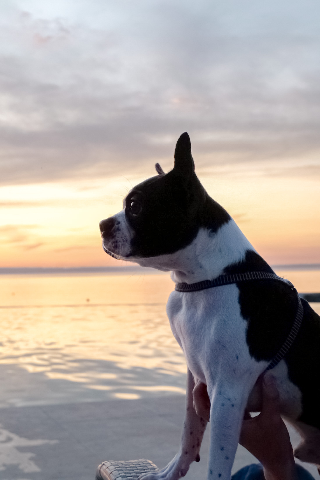 Pet-Friendly Paradise in Mangodlong, Camotes Cebu