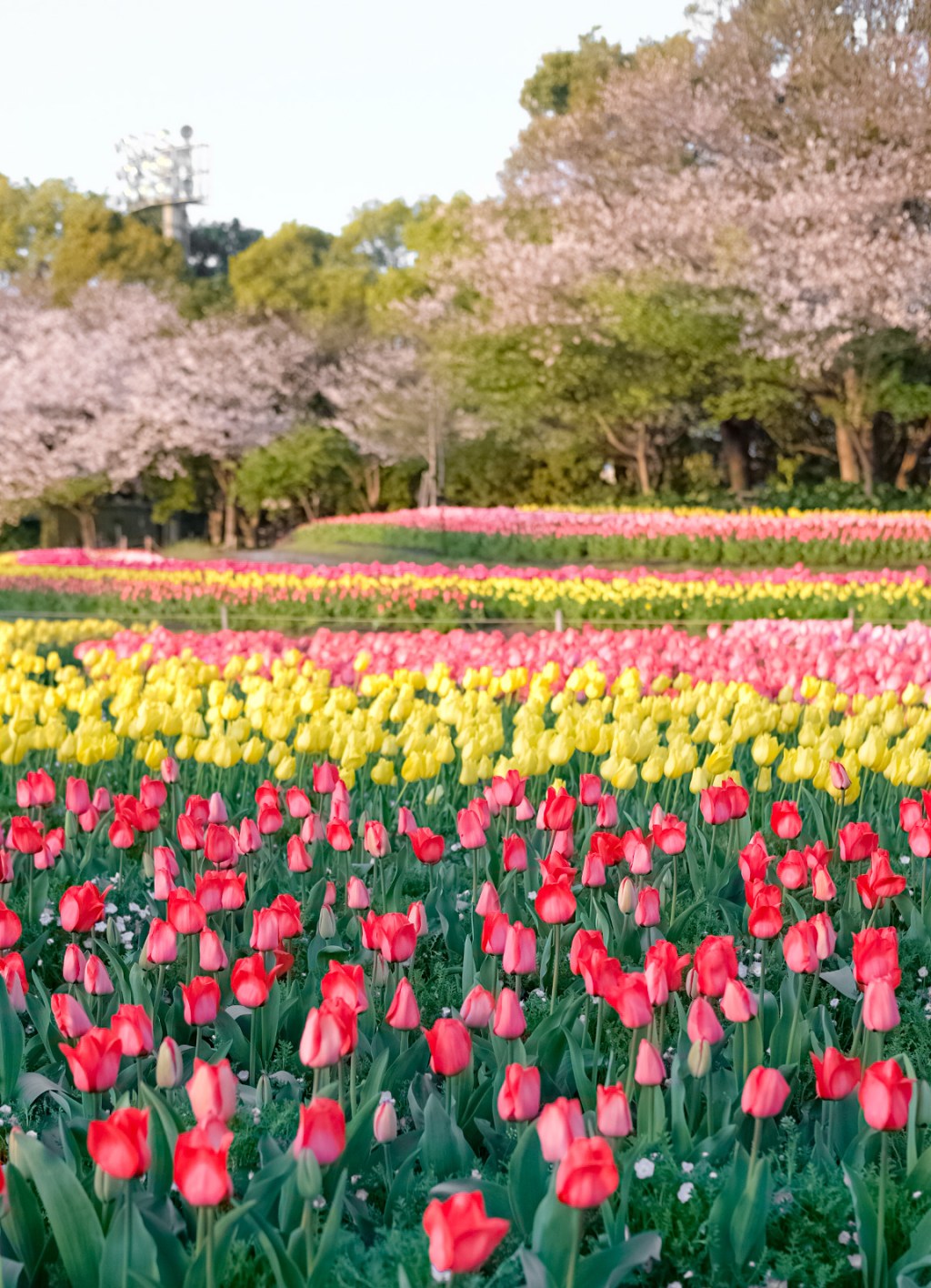 Three Ways to Explore Nabana No&nbsp;Sato