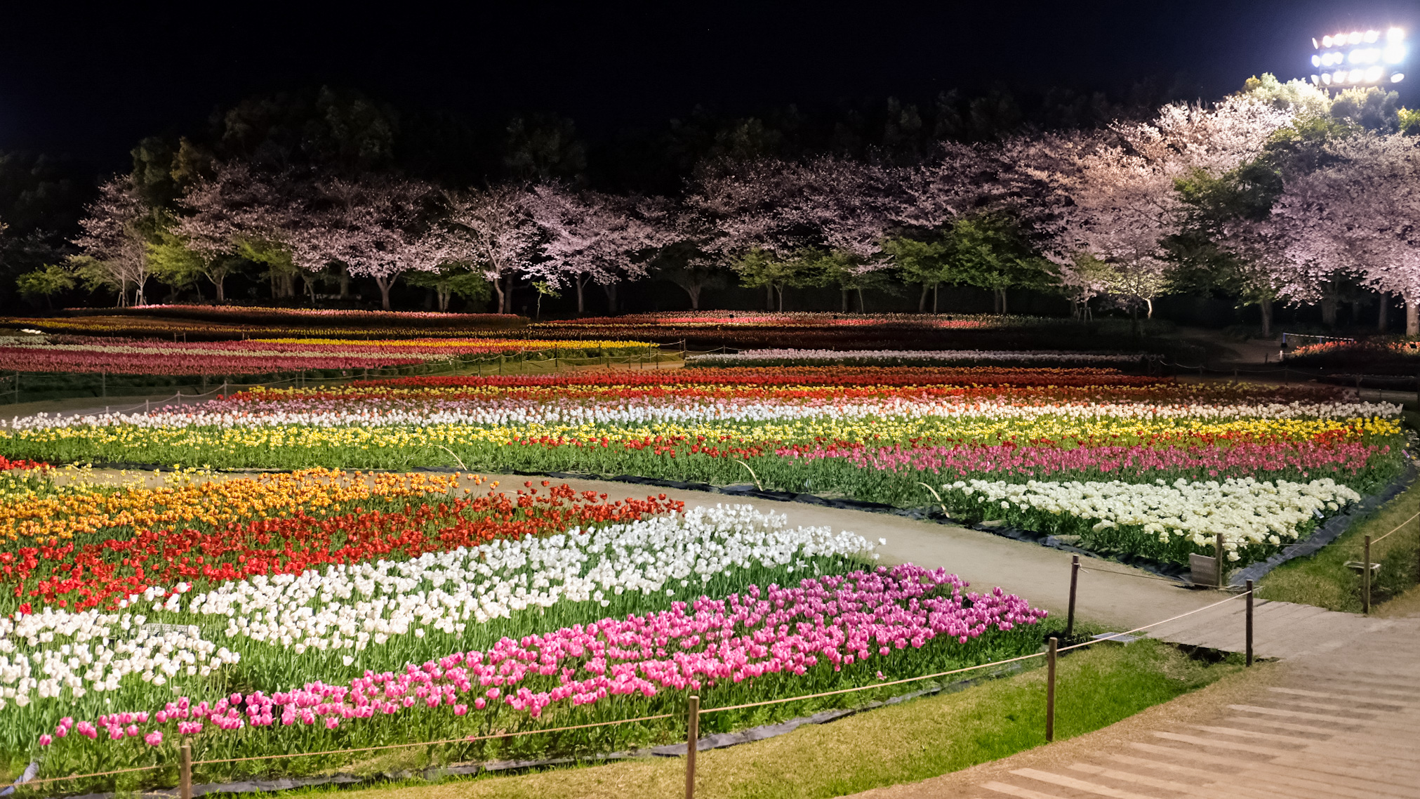 Tulips Field, Nabana No Sato, Kuwana City, Mie Prefecture